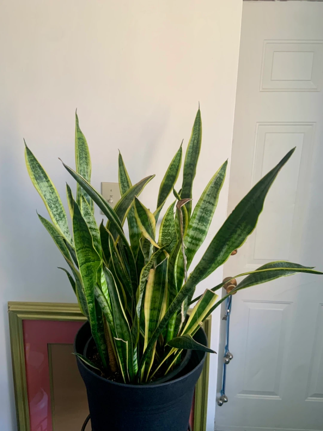 Large Snake Plant in Black Pot - photo 4