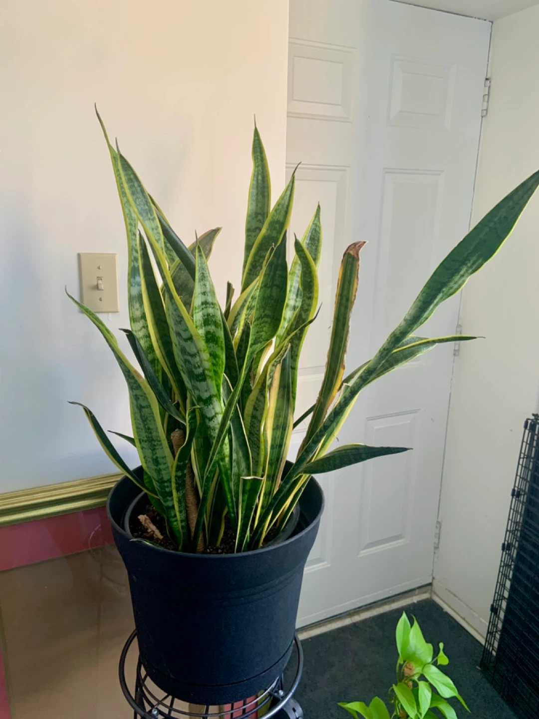 Large Snake Plant in Black Pot - photo 5