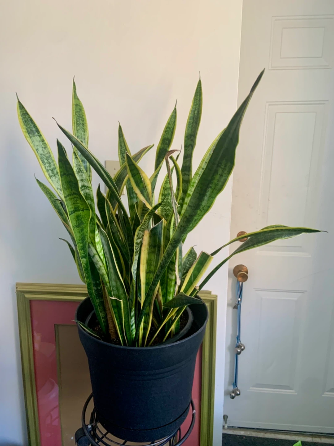 Large Snake Plant in Black Pot - photo 2