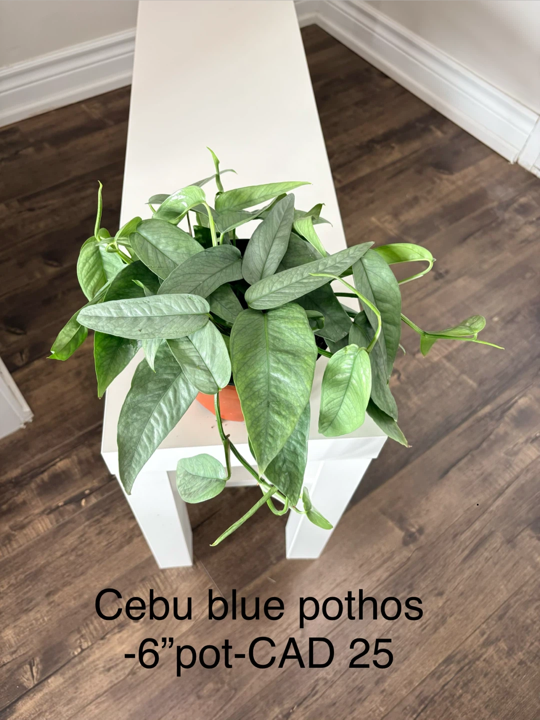 Pothos - Manjula, Cebu blue, N joy, Neon -6” pot/ indoor plants - photo 2