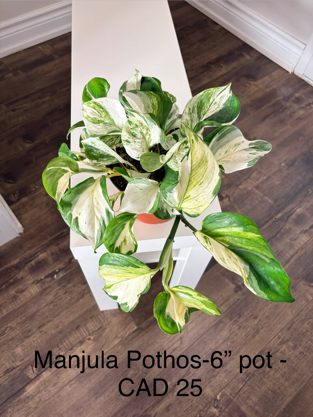Pothos - Manjula, Cebu blue, N joy, Neon -6” pot/ indoor plants