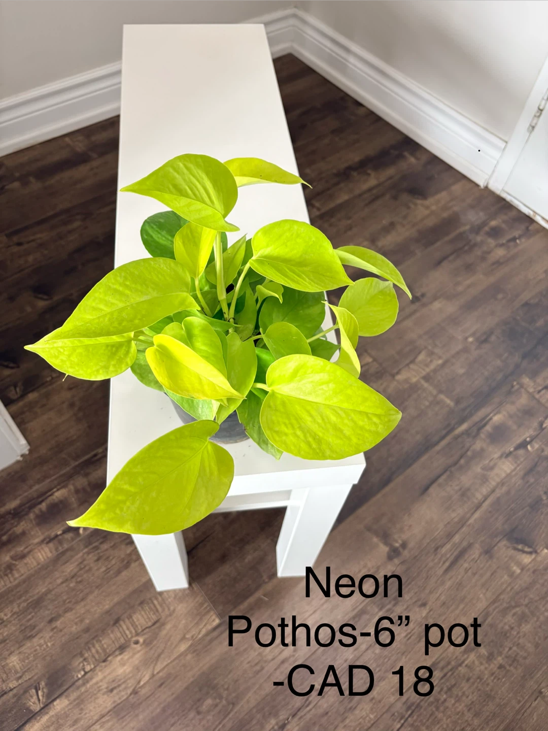 Pothos - Manjula, Cebu blue, N joy, Neon -6” pot/ indoor plants - photo 4