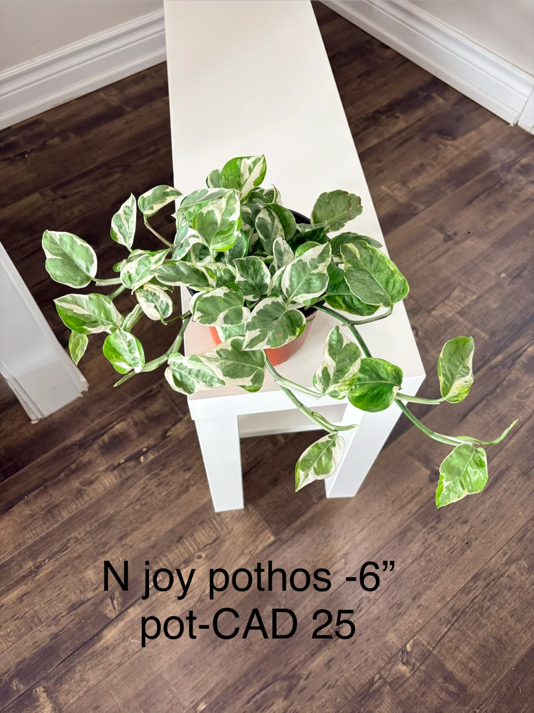 Pothos - Manjula, Cebu blue, N joy, Neon -6” pot/ indoor plants - photo 3