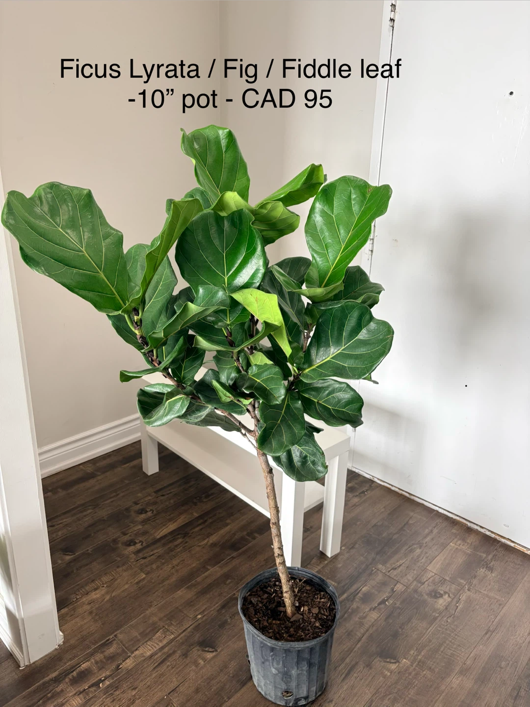 Ficus Lyrata / Fiddle Leaf Fig Plant - 10" Pot