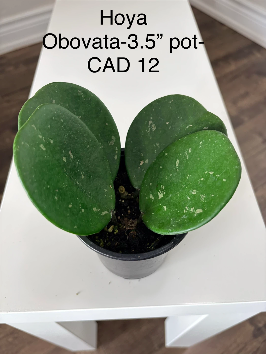 Hoya Obovata Plant - 3.5" Pot