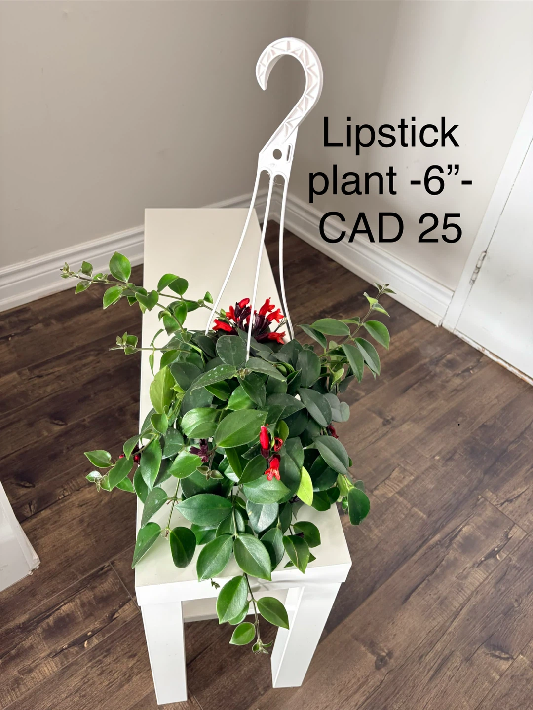 Hanging Lipstick Plant - 6" Pot
