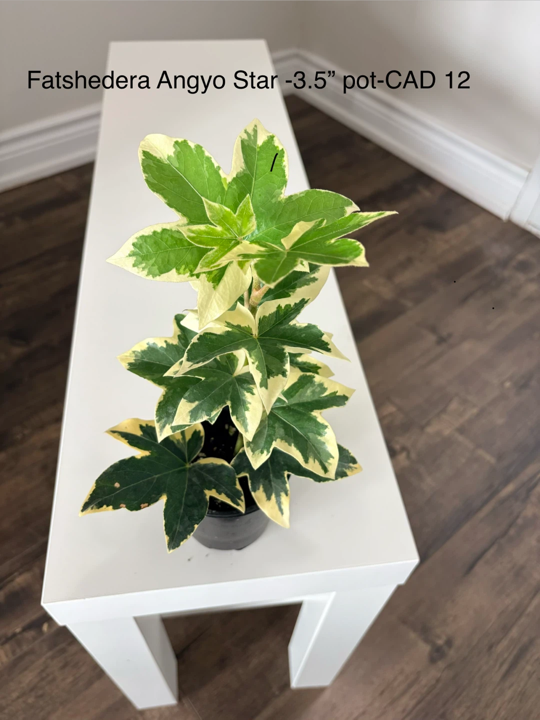 Fatshedera Angyo Star Plant - 3.5" Pot