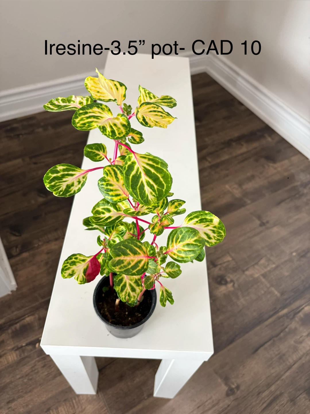 Iresine Plant in 3.5" Pot