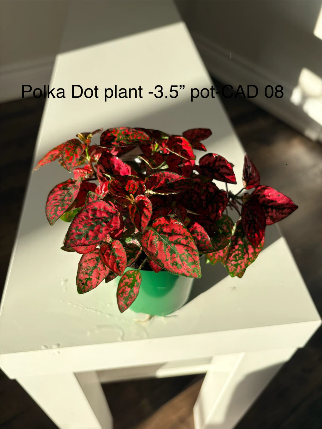 Polka Dot Plant - 3.5" Pot