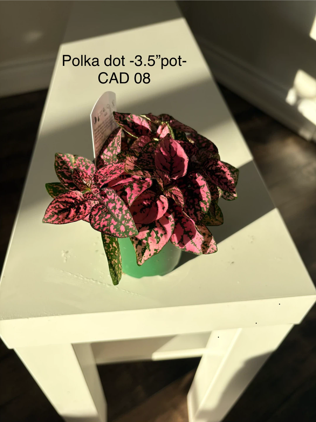 Polka Dot Plant - 3.5" Pot - photo 2