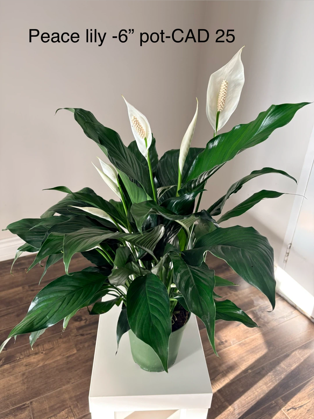 Peace Lily Plant - 6" Pot