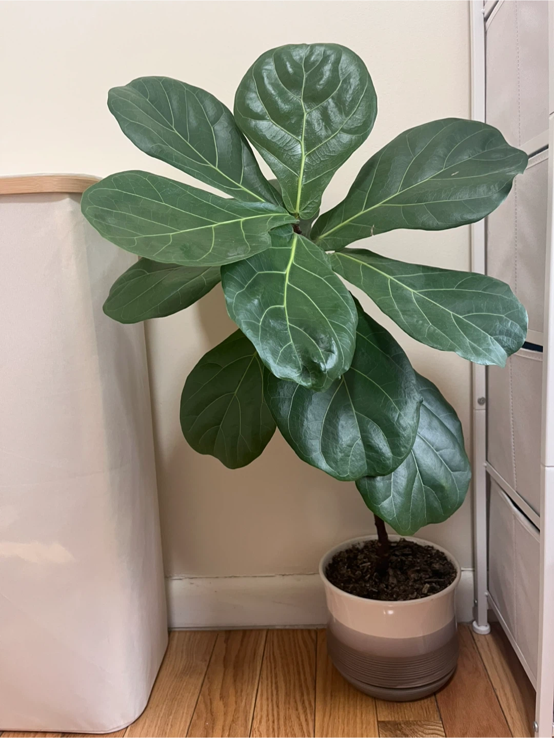 Fiddle Leaf Fig Plant in Decorative Pot
