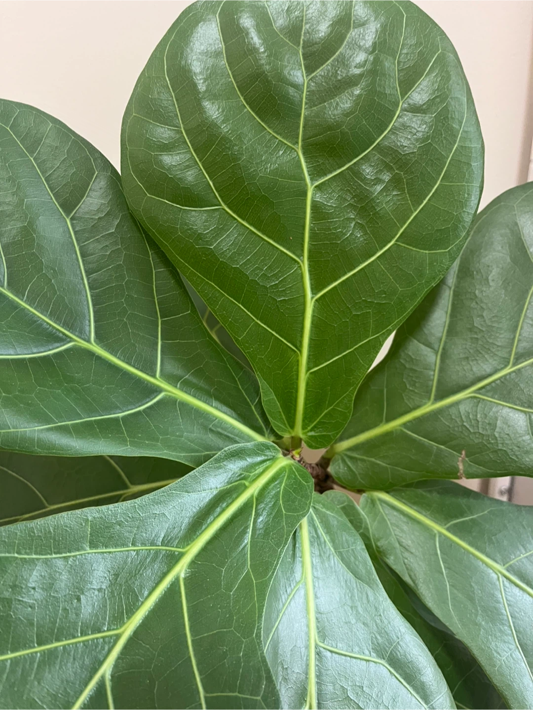 Fiddle Leaf Fig Plant in Decorative Pot - photo 2