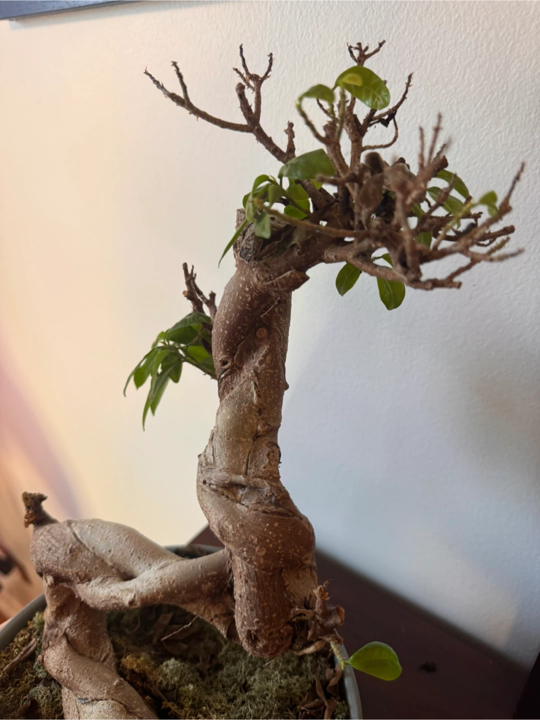 Twisted Bonsai Tree - needs some TLC! - photo 3