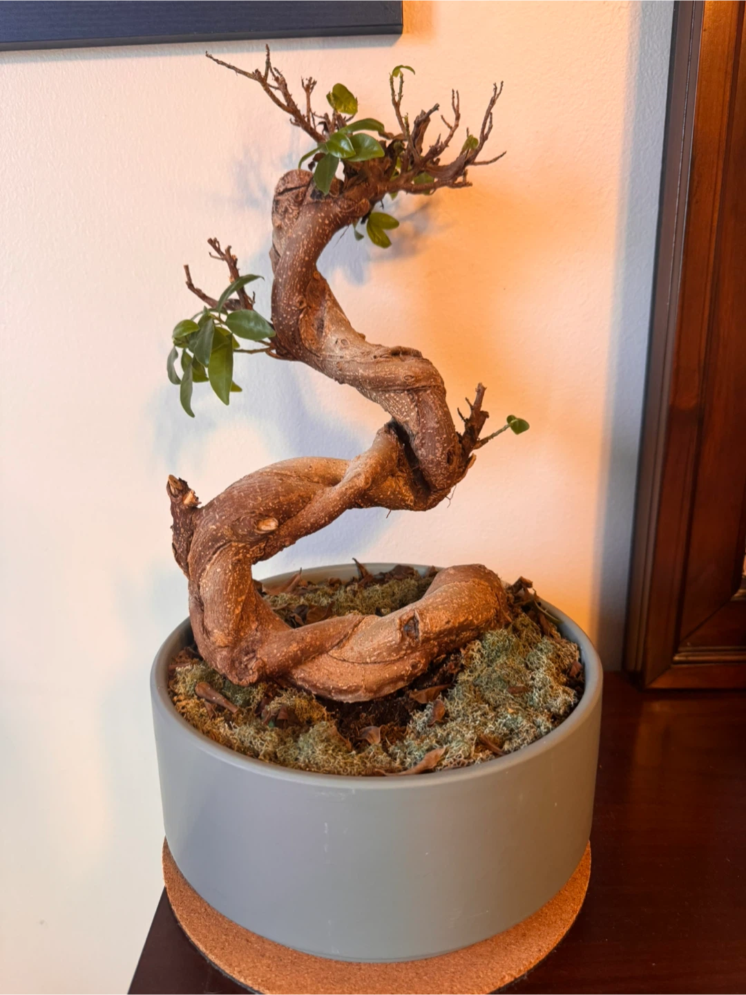Twisted Bonsai Tree - needs some TLC!
