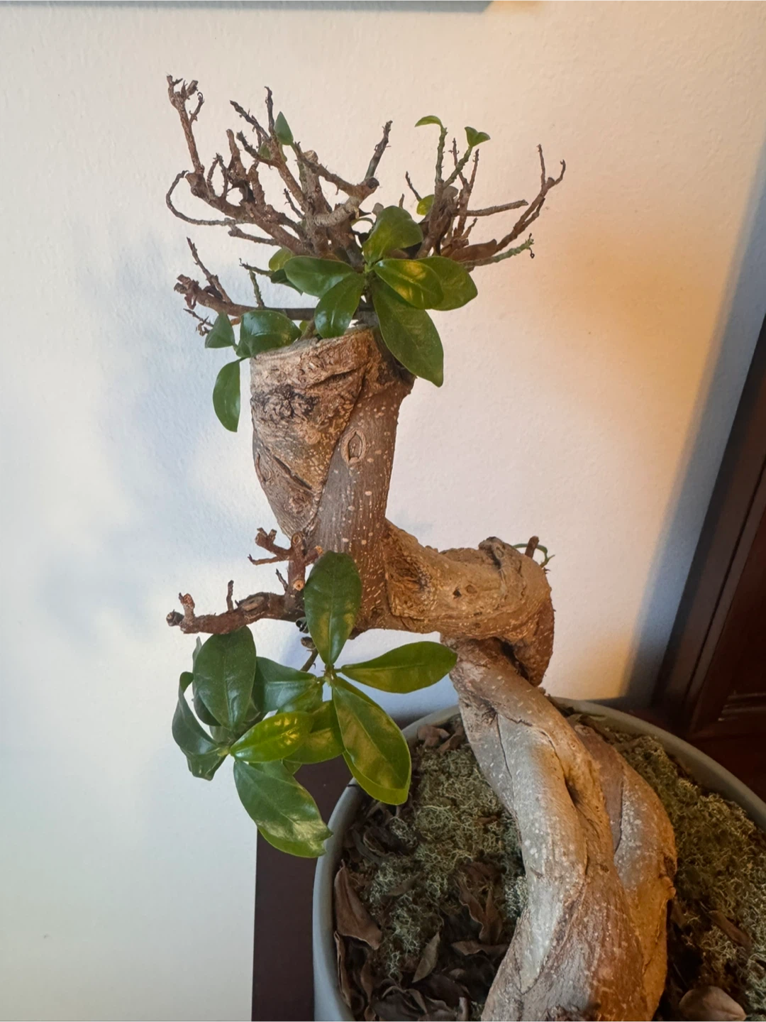 Twisted Bonsai Tree - needs some TLC! - photo 2
