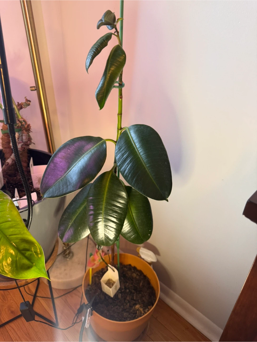 Rubber Plant- needs new home! - photo 3