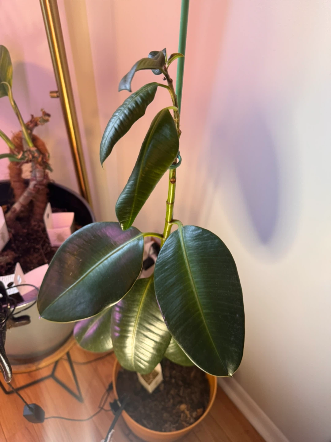 Rubber Plant- needs new home! - photo 2