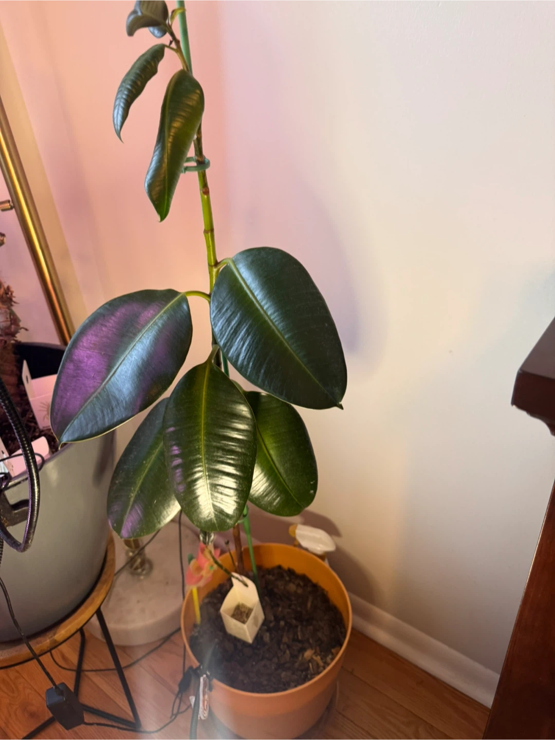Rubber Plant- needs new home!