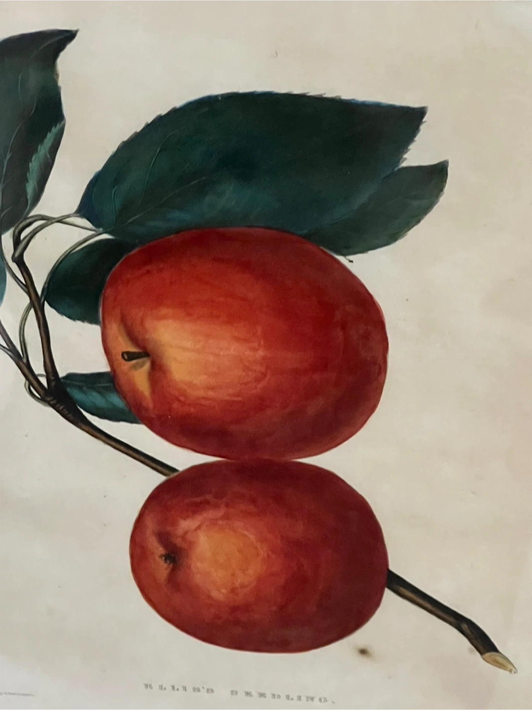 Framed "Ellis's Seedling" Fruit Art Print 17x14 - photo 3