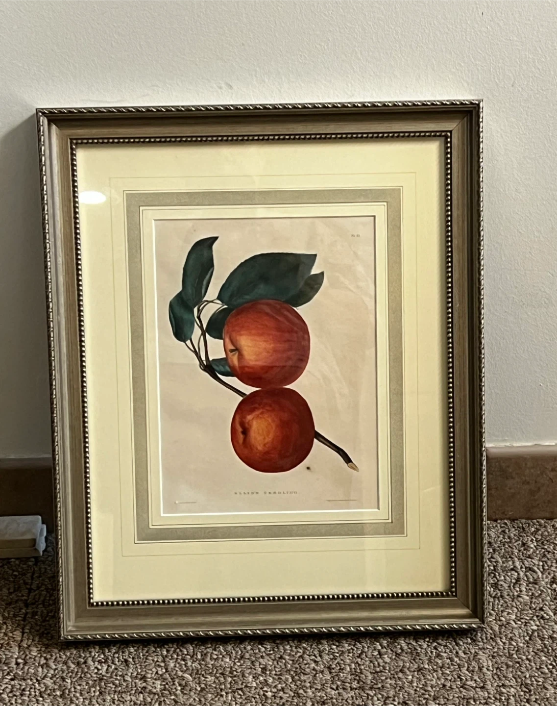 Framed "Ellis's Seedling" Fruit Art Print 17x14 - photo 2