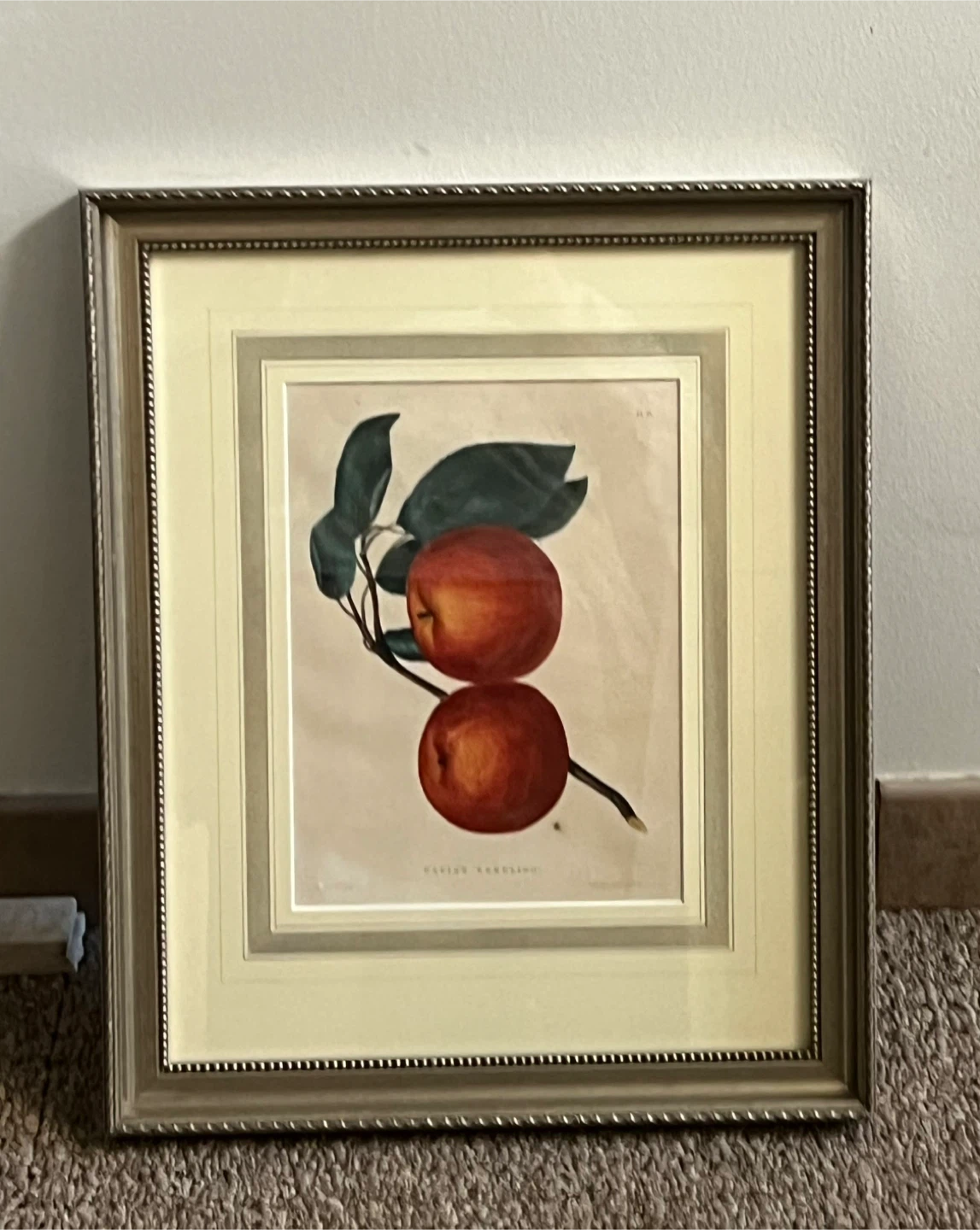 Framed "Ellis's Seedling" Fruit Art Print 17x14