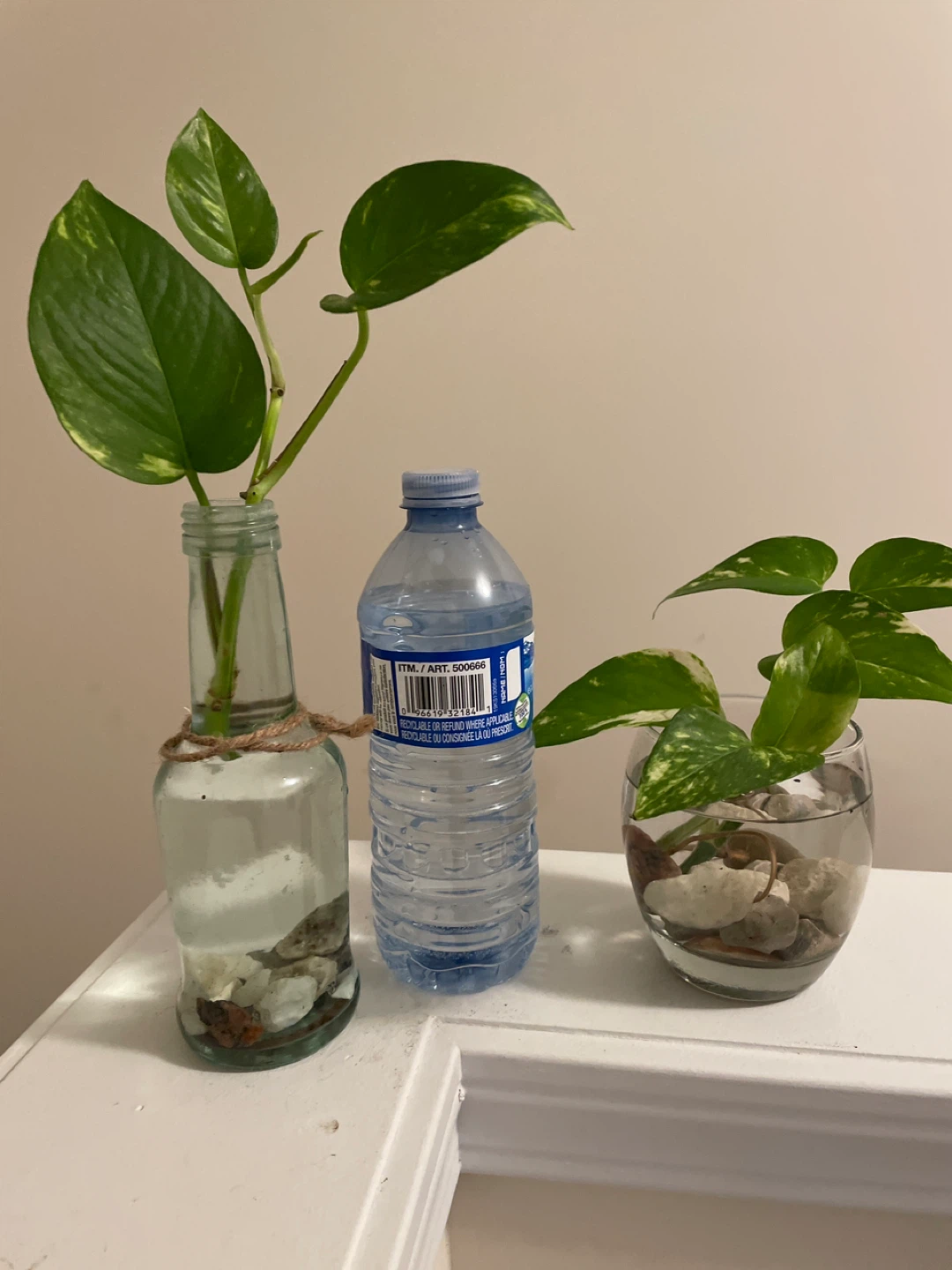 Pothos Cuttings in Glass Vases - photo 4