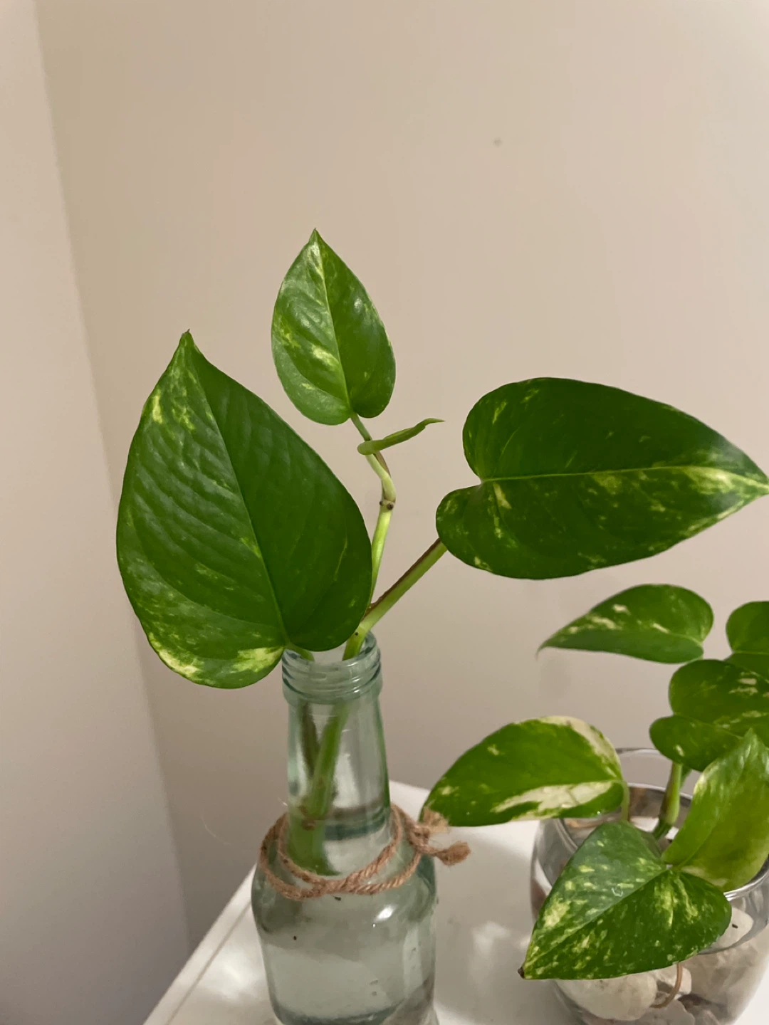 Pothos Cuttings in Glass Vases - photo 3