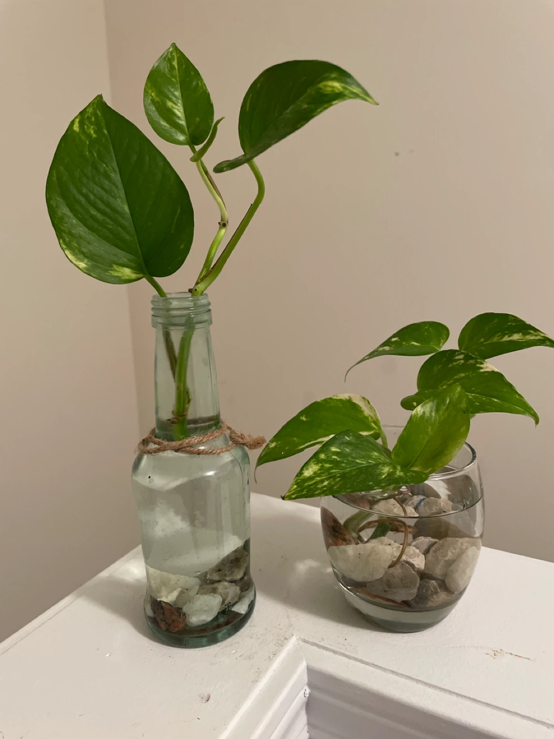 Pothos Cuttings in Glass Vases