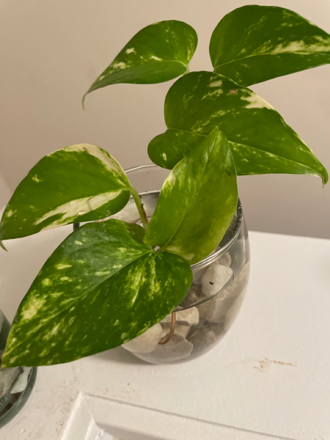 Pothos Cuttings in Glass Vases - photo 2