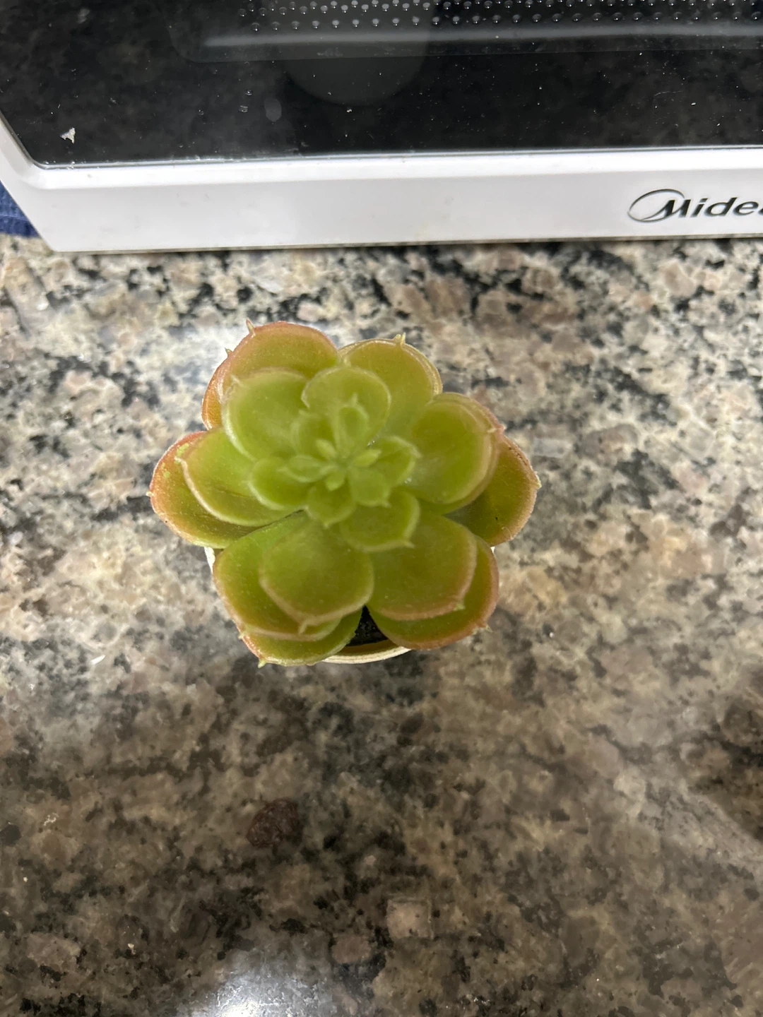 Small Faux Succulent Plant in White Pot 🧡 - photo 2