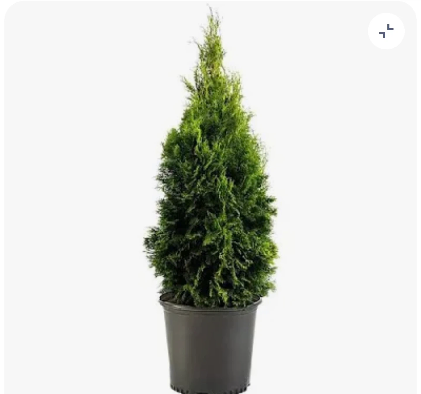 🧡Green Arborvitae Tree in Black Pot