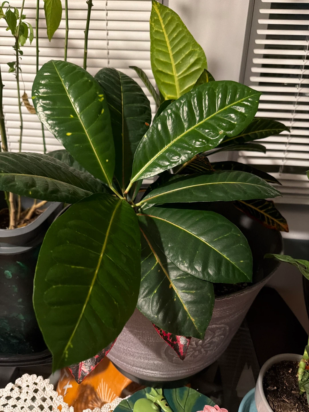 Croton Plant in Decorative Pot - photo 2