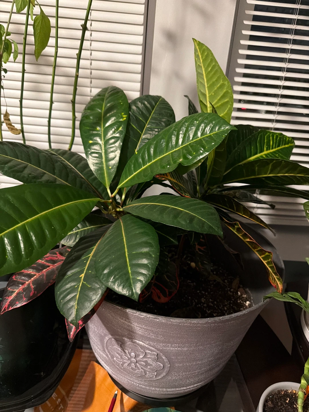 Croton Plant in Decorative Pot