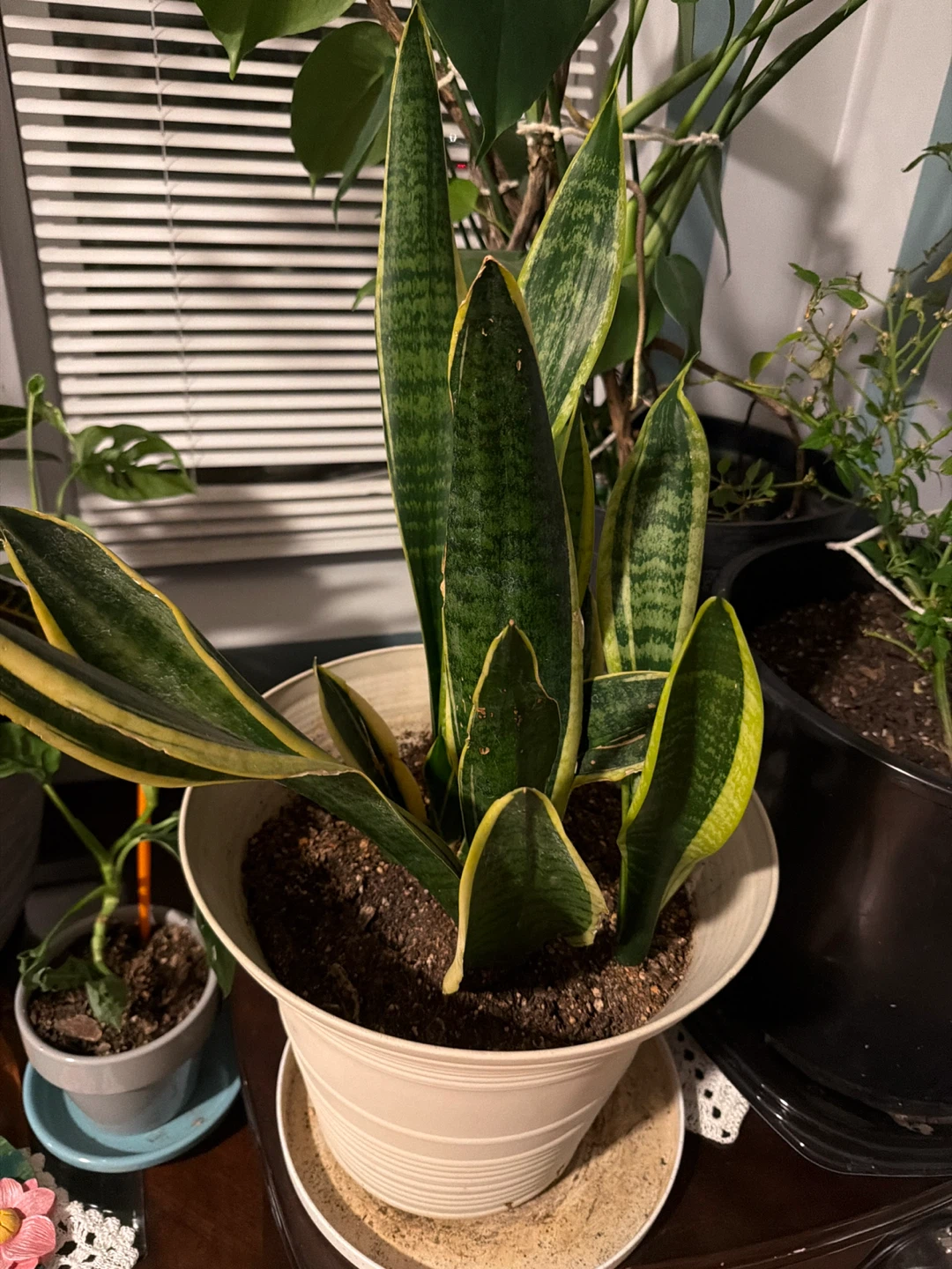 Sansevieria Snake Plant in Pot