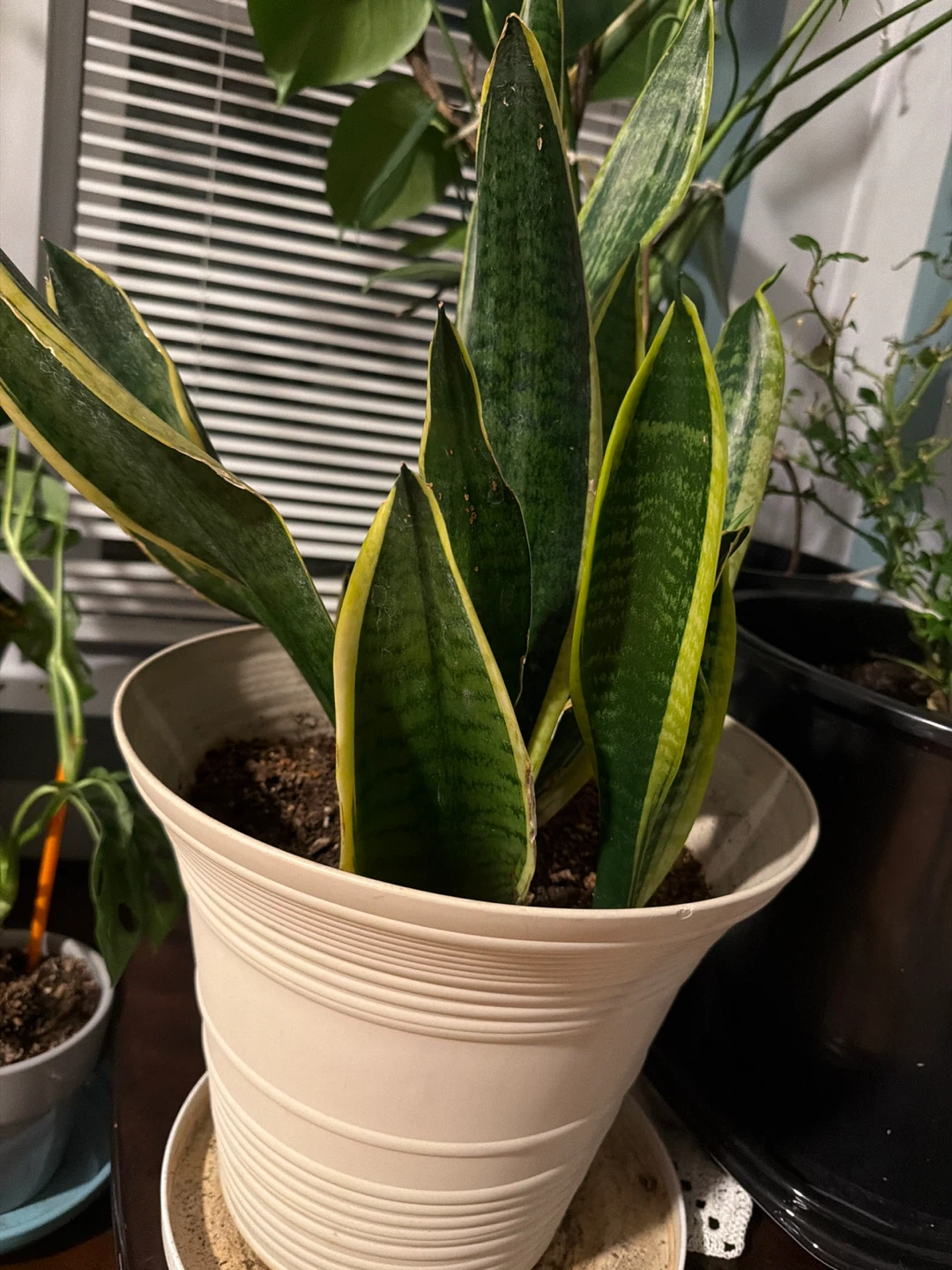 Sansevieria Snake Plant in Pot - photo 2