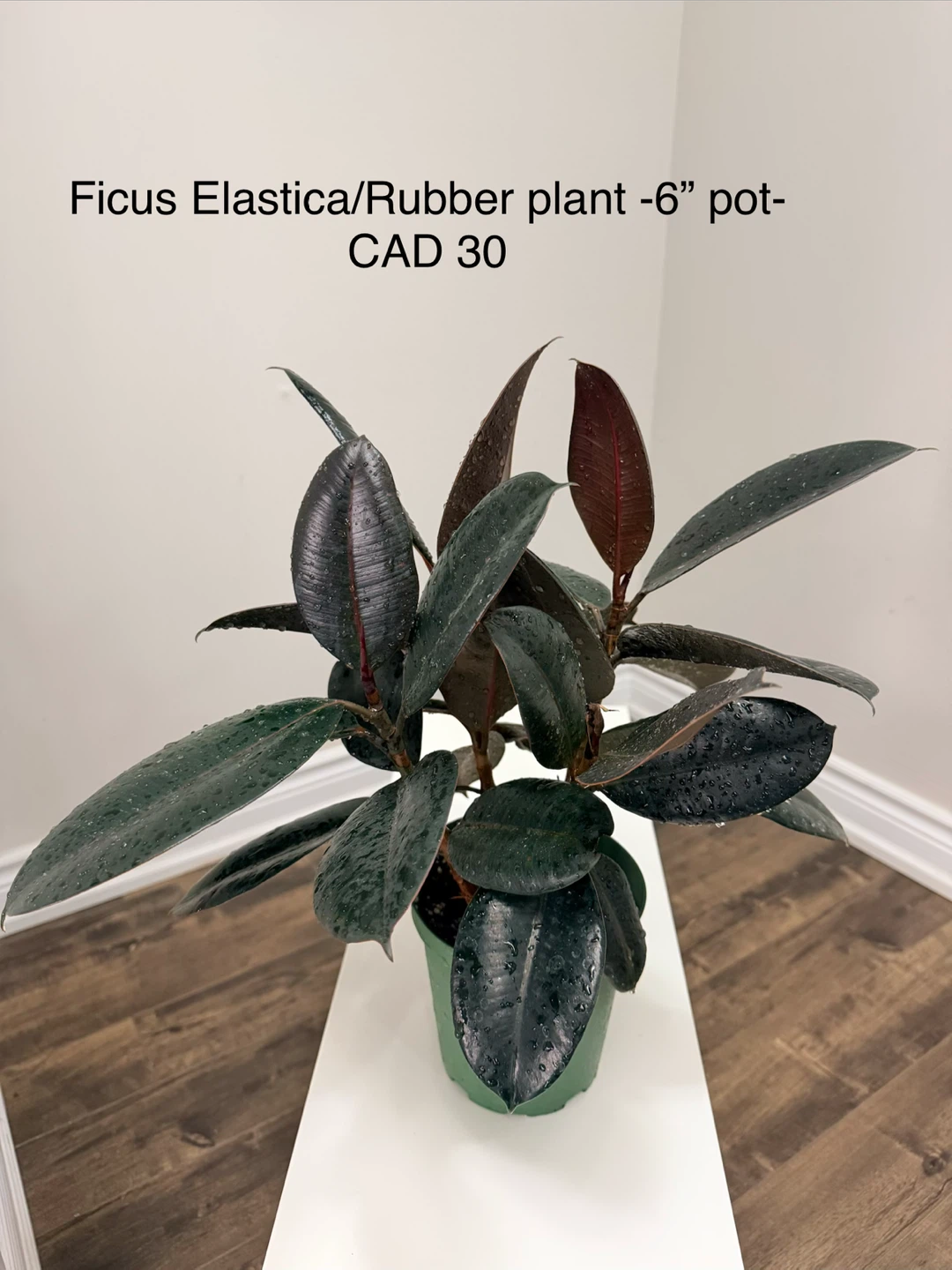 Ficus Elastica/Rubber Plant - 6" pot - photo 2