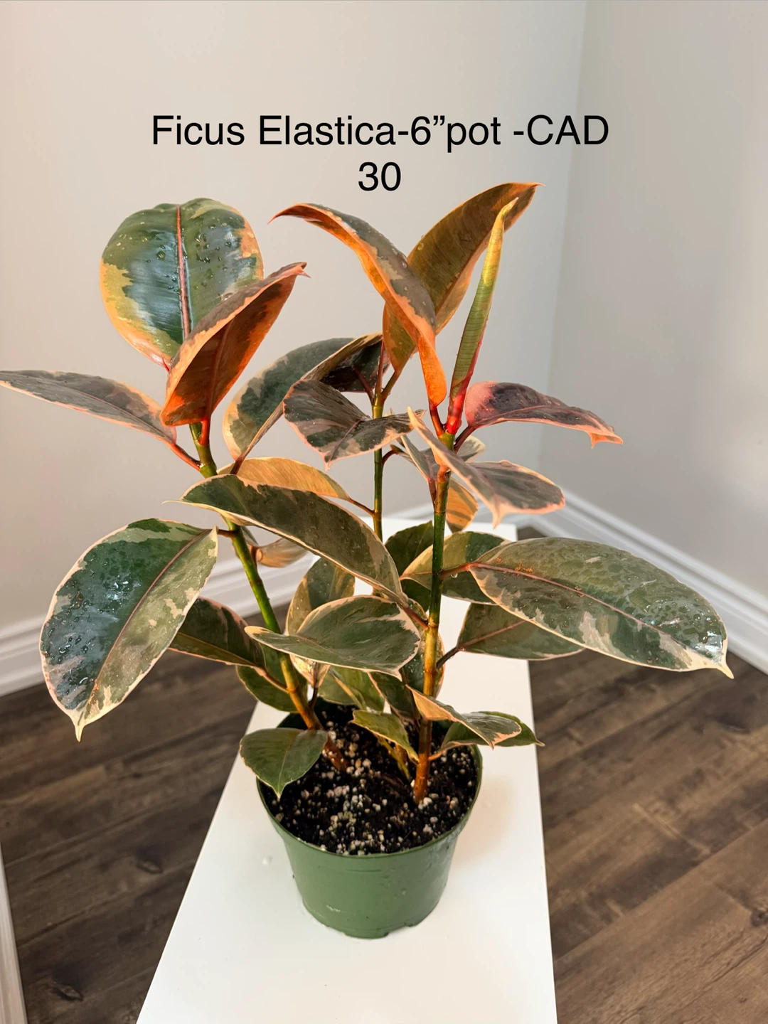 Ficus Elastica/Rubber Plant - 6" pot