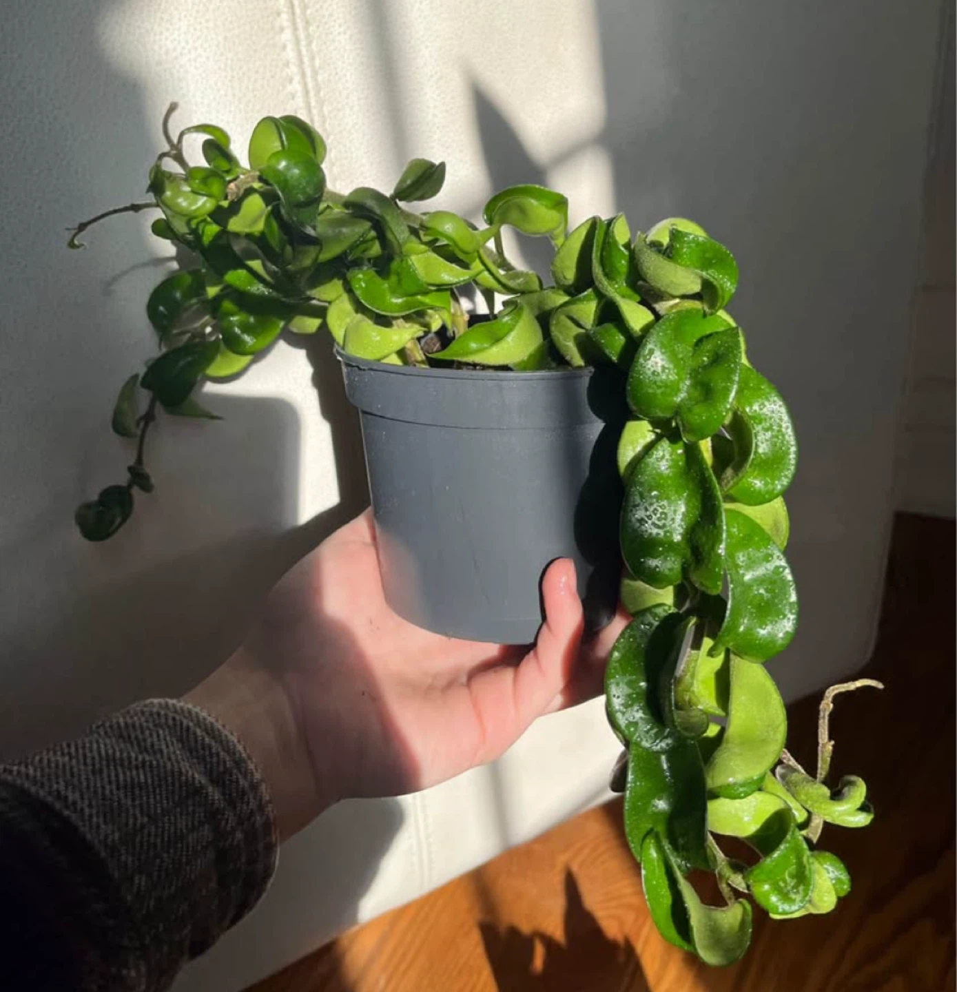 🆕Hoya Carnosa Compacta (Hindu Rope Plant)