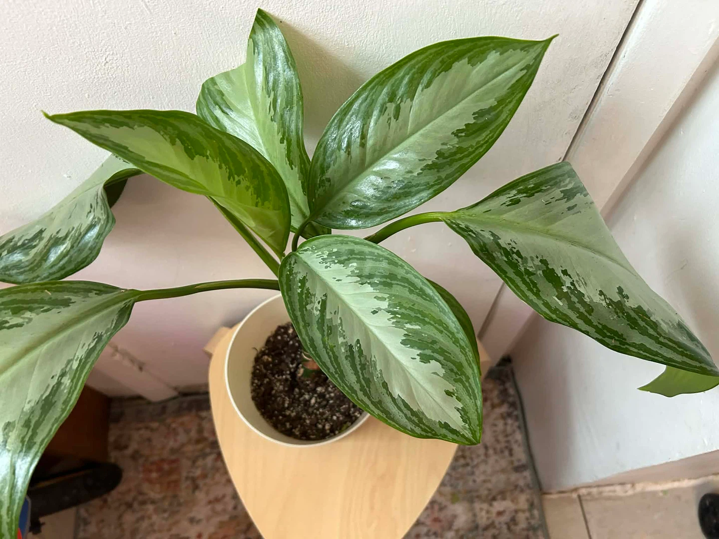 Agloanema 🧡 plant - photo 4