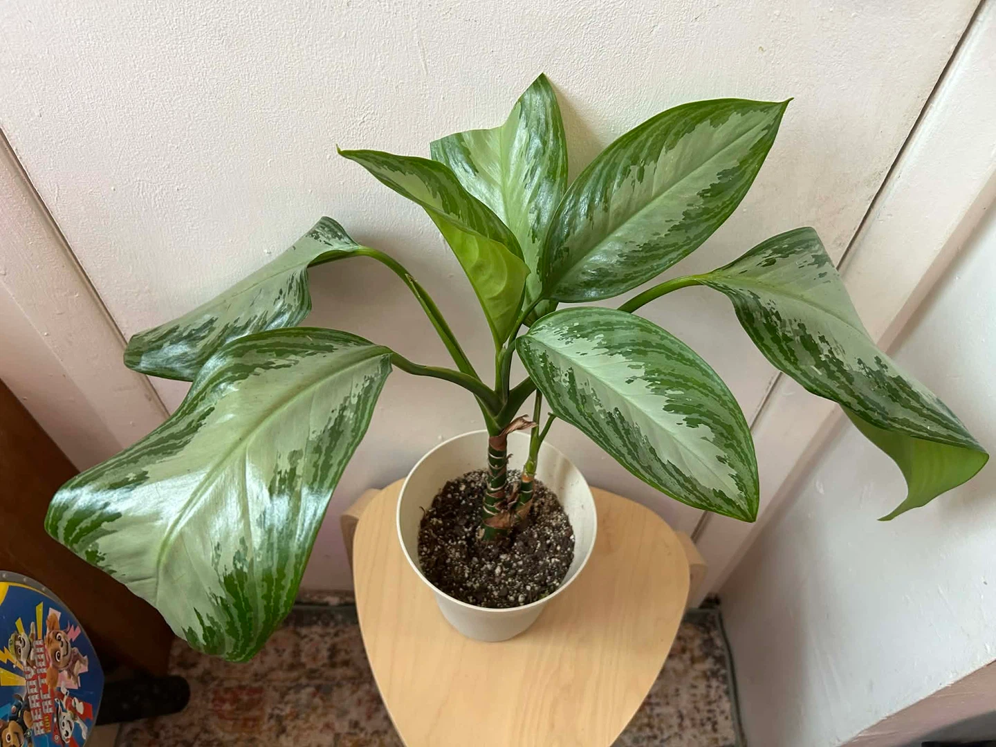 Agloanema 🧡 plant - photo 5