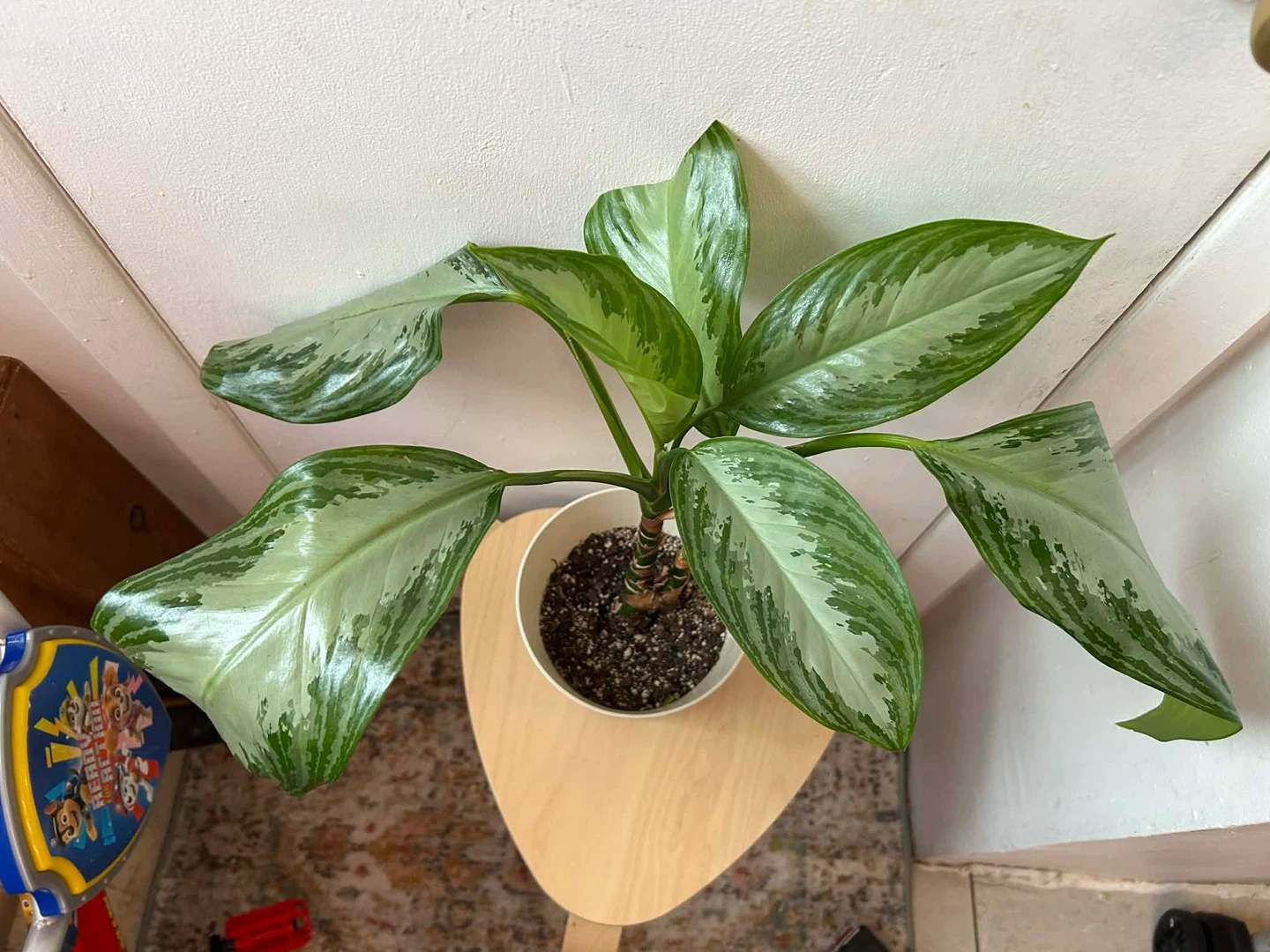 Agloanema 🧡 plant