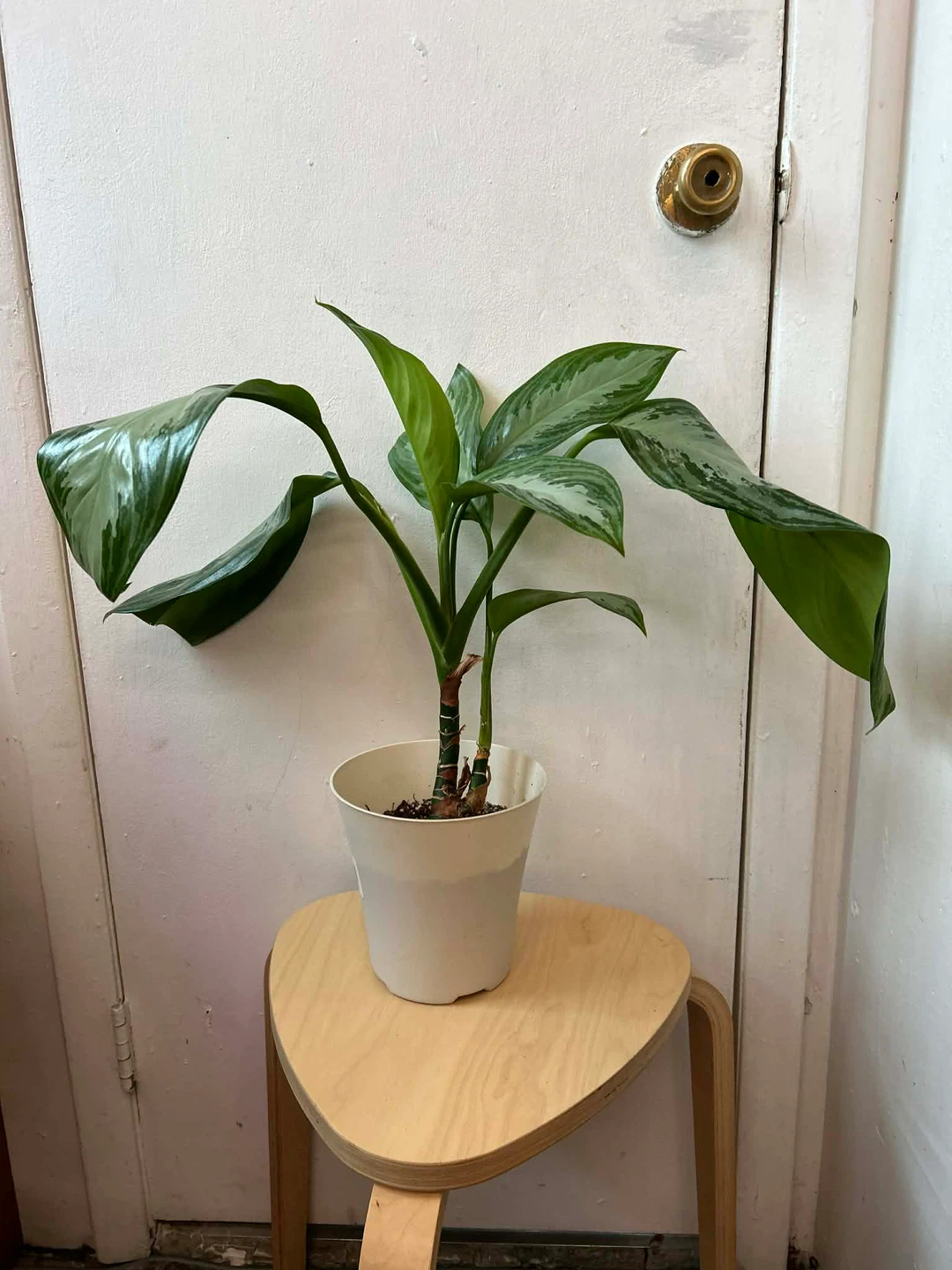 Agloanema 🧡 plant - photo 2