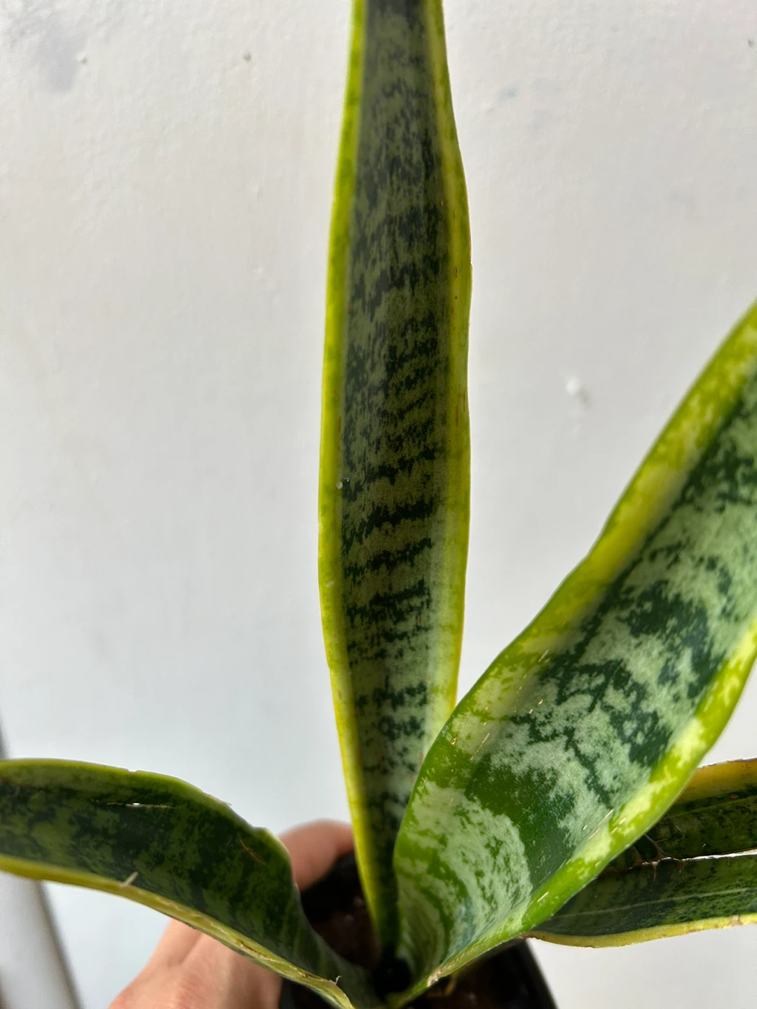 Snake plant - photo 3