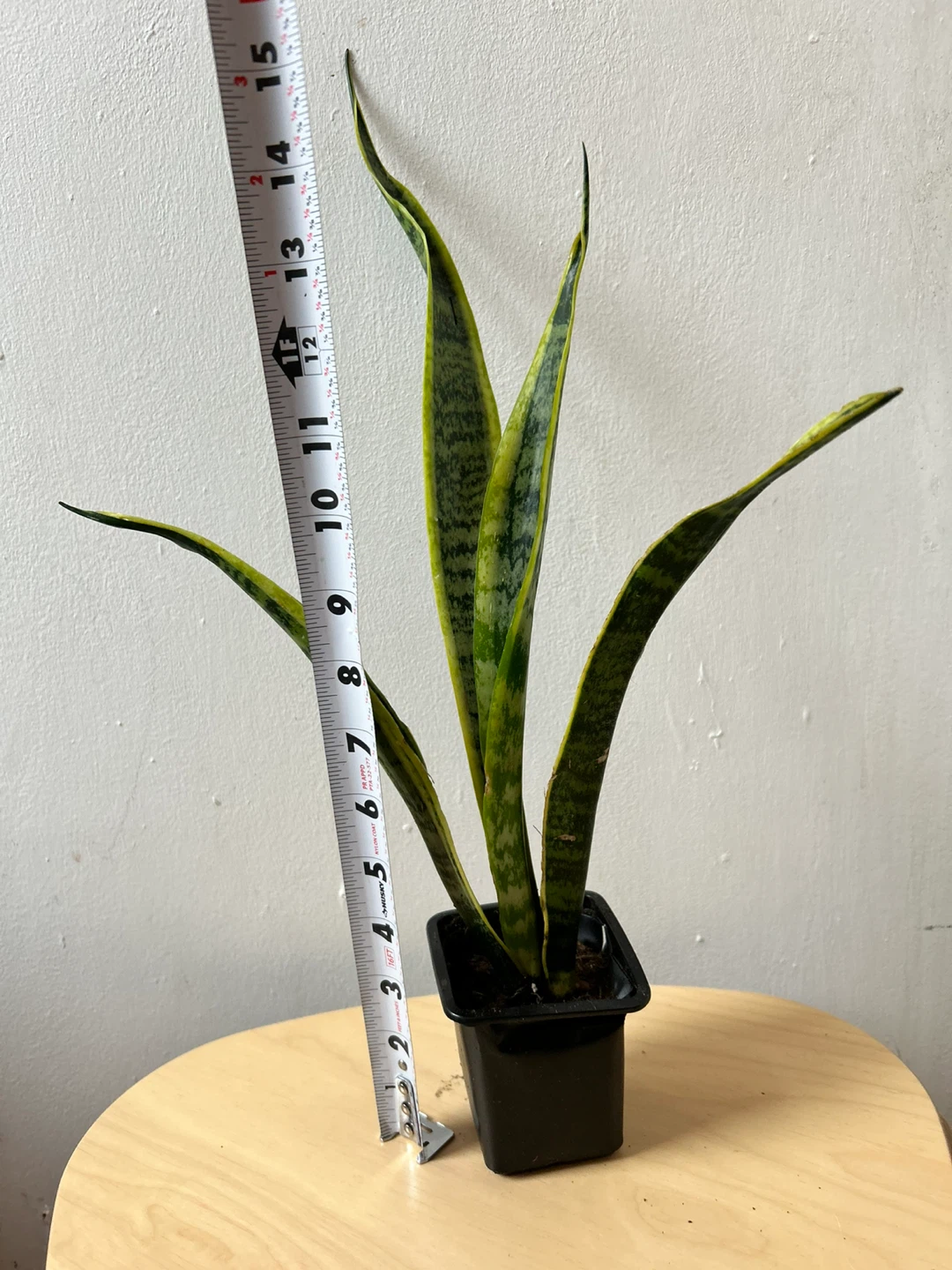 Snake plant - photo 2
