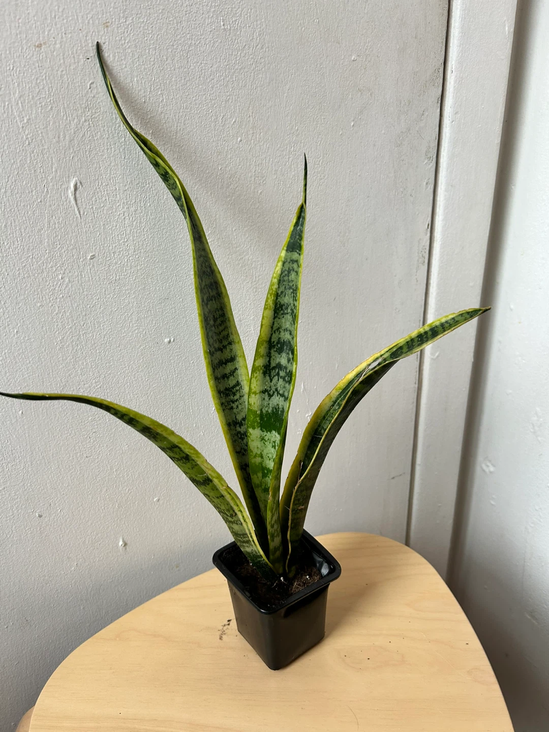 Snake plant