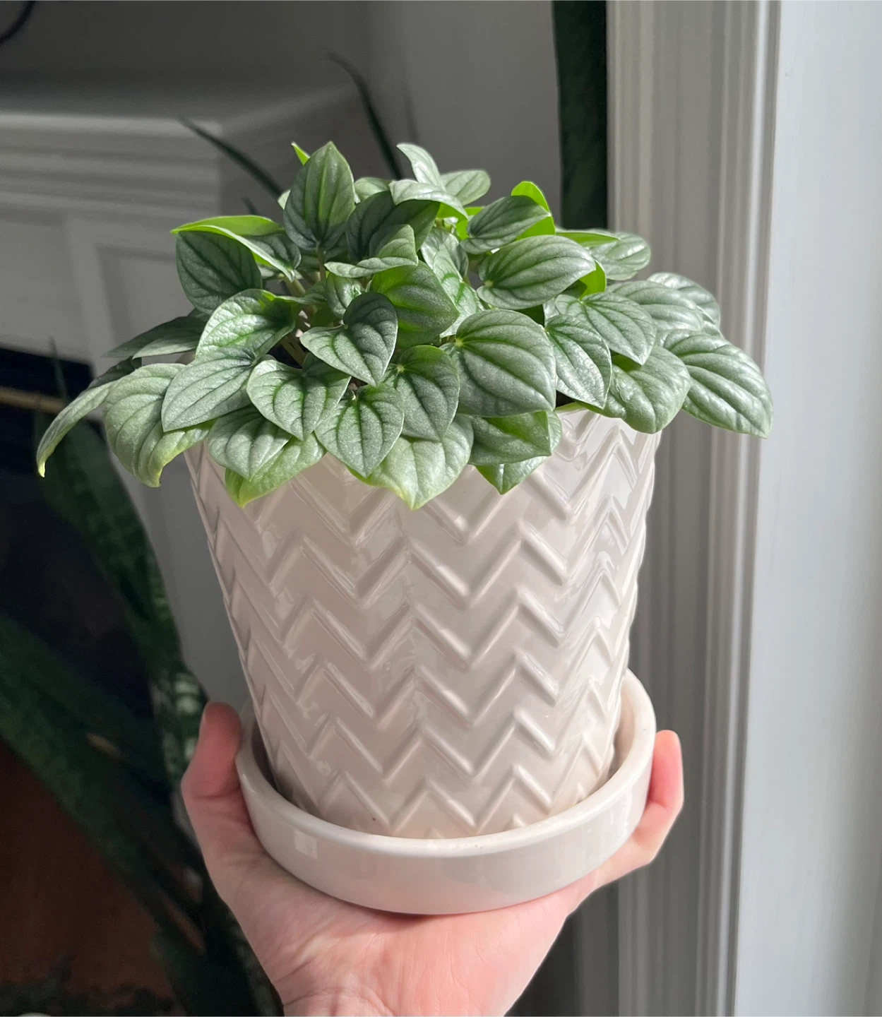 🆕Peperomia Frost Plant - photo 2