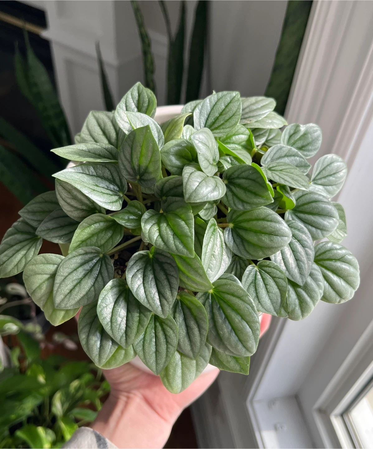 🆕Peperomia Frost Plant