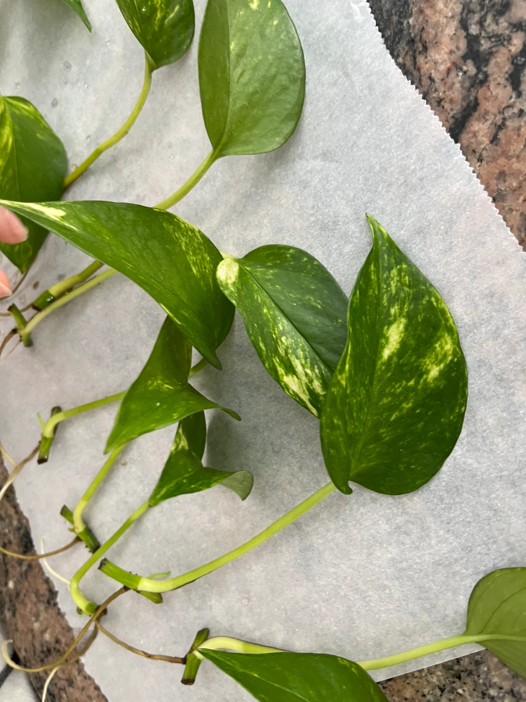 🆕Pothos Plant Cutting with Roots - photo 2