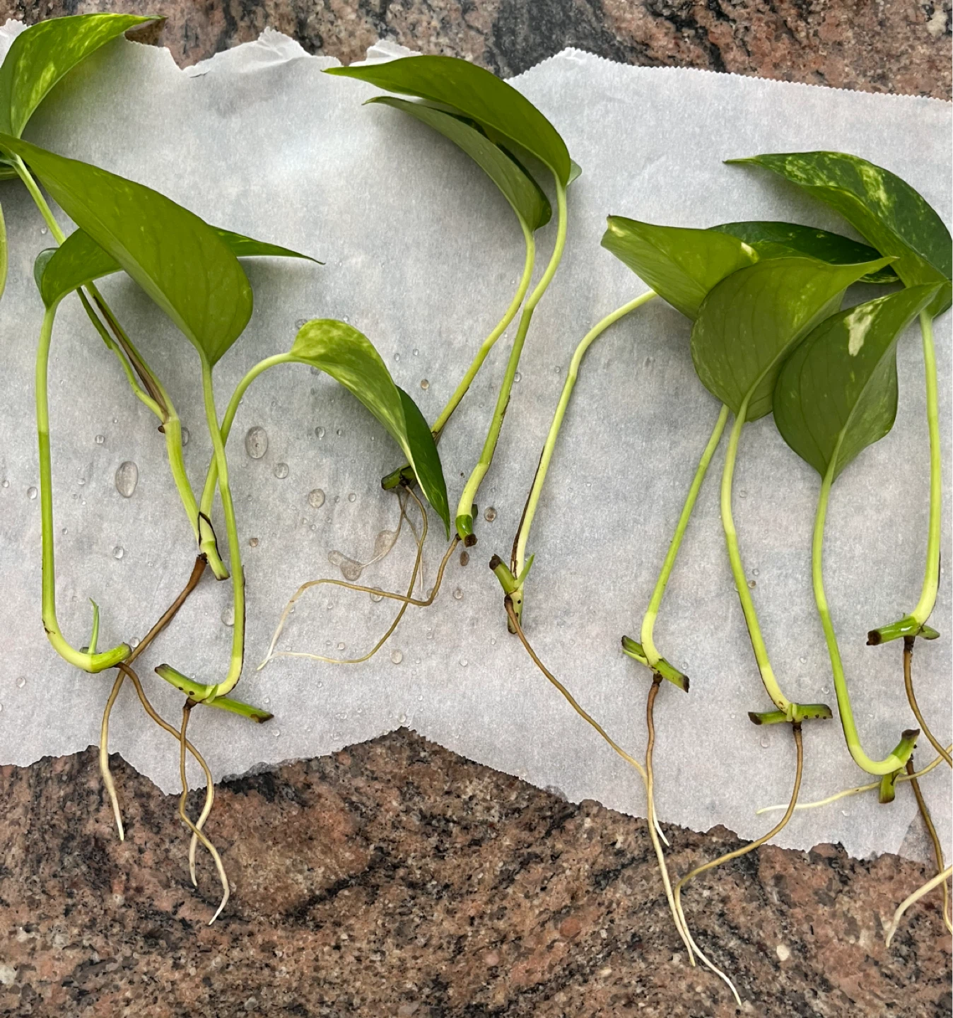 🆕Pothos Plant Cutting with Roots